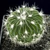 Stenocactus_multicostatus